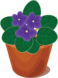 African violet